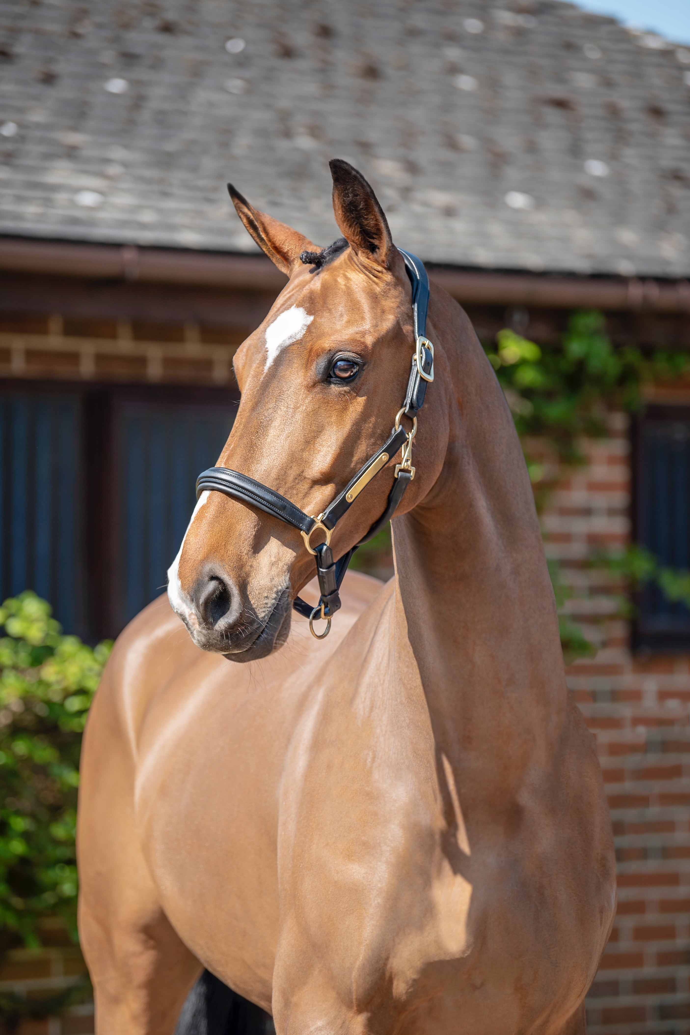 Comfort 3D Air Headcollar