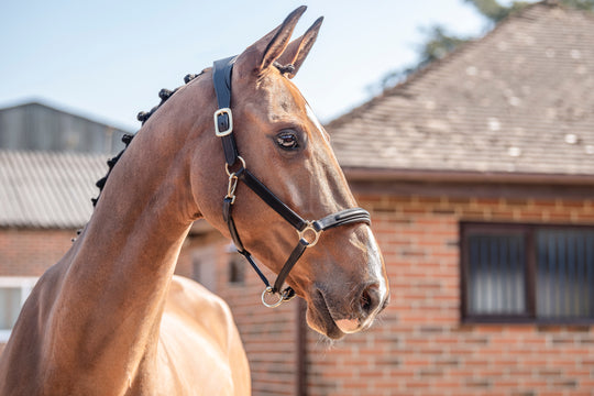 Comfort 3D Air Headcollar